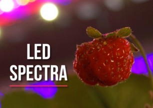 LED Spectra 