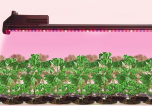 Purchase AgroLED lamps using leasing