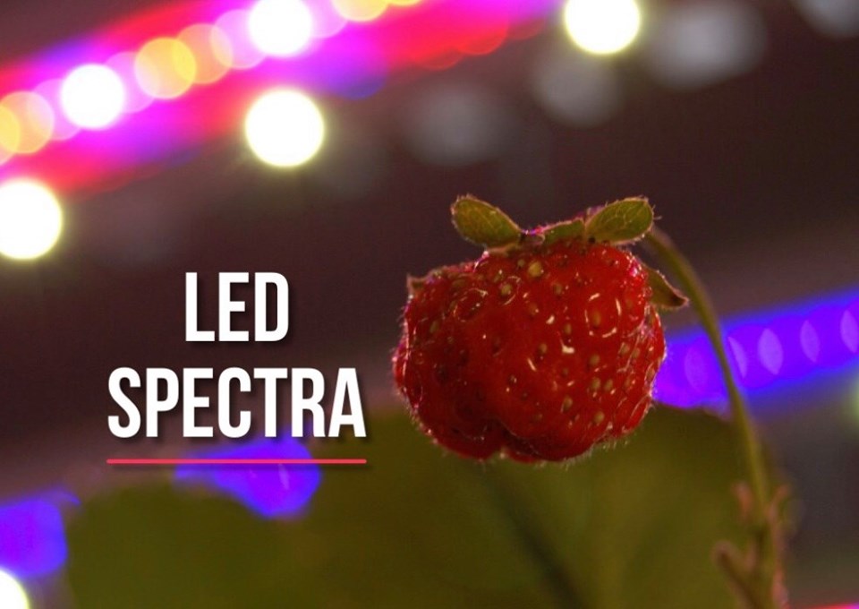 LED Spectra 