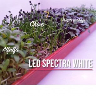 Світлодіодна фітолампа LED Spectra WHITE