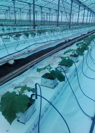 Лампа AgroLED-II-100W (TOP)